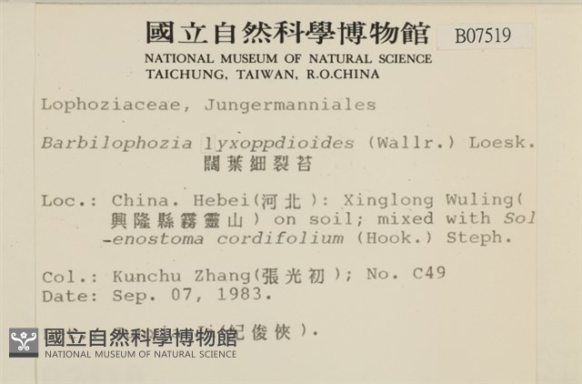 闊葉細裂苔藏品圖，第2張