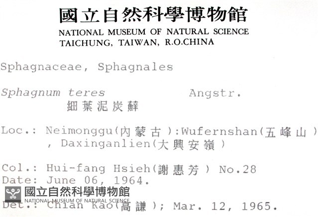 細葉泥炭蘚藏品圖，第2張