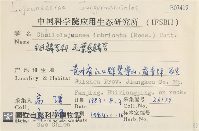 瓦葉唇鱗苔藏品圖，第2張