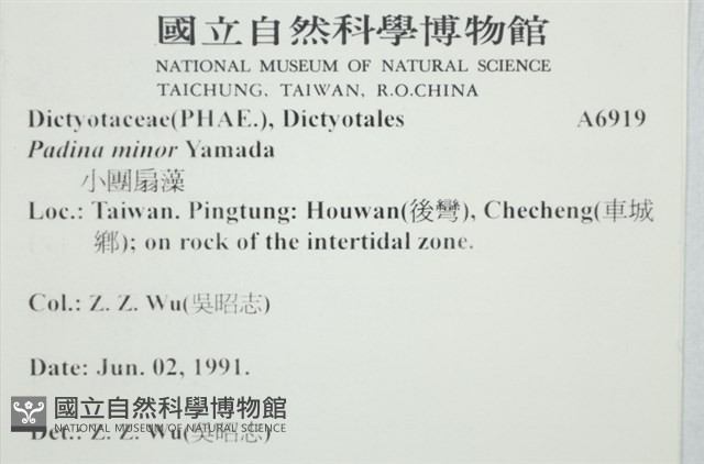 小團扇藻藏品圖，第2張