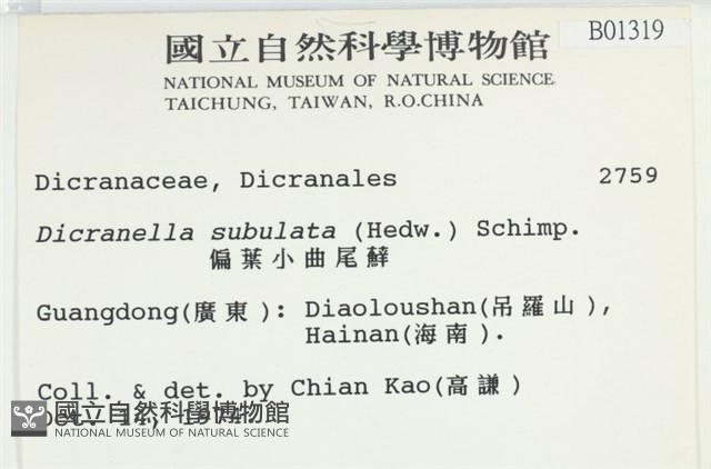偏葉小曲尾蘚藏品圖，第2張