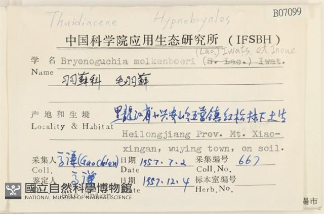 毛羽蘚藏品圖，第2張