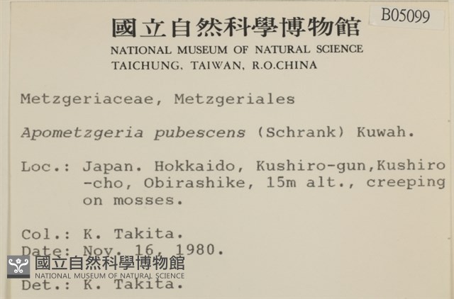 毛擬叉苔藏品圖，第2張