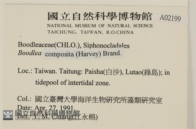 布氏藻藏品圖，第2張