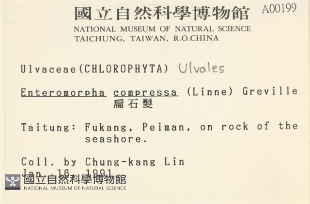 扁石髮藏品圖，第2張