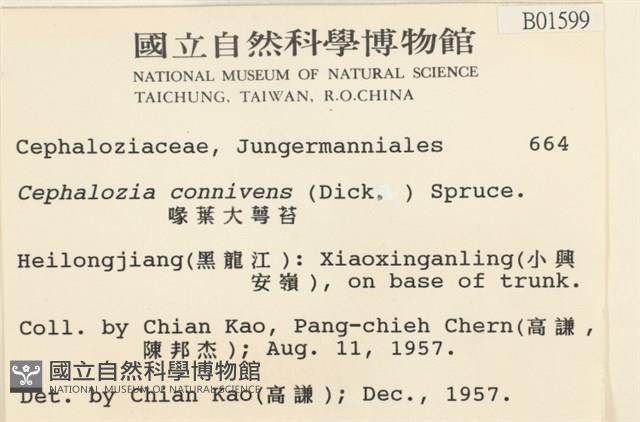 喙葉大萼苔藏品圖，第2張