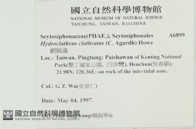 網胰藻藏品圖，第2張