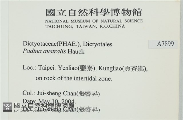 南方團扇藻藏品圖，第2張