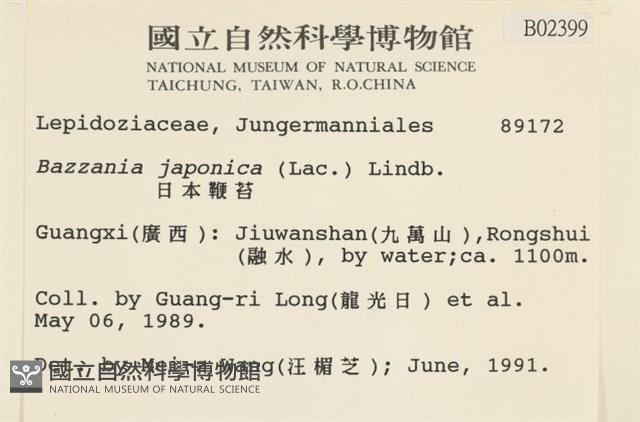 日本鞭苔藏品圖，第2張