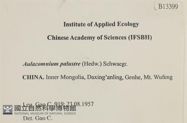 沼澤皺蒴蘚藏品圖，第2張