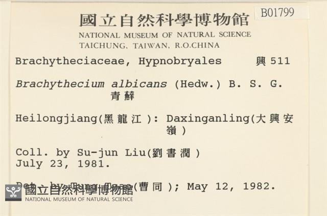 白青蘚藏品圖，第2張