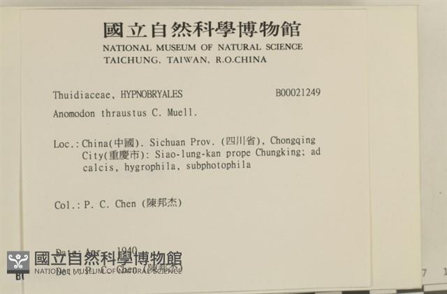 碎葉牛舌蘚藏品圖，第2張