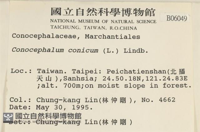 蛇苔藏品圖，第2張