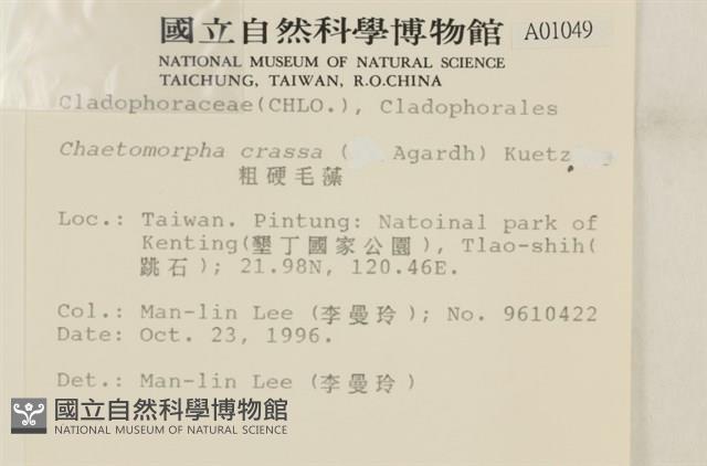 粗硬毛藻, 綠苔藏品圖，第2張
