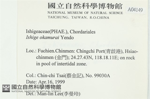 石牙藻, 石牙菜, 鐵釘菜藏品圖，第2張