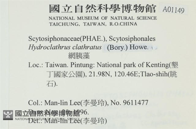 網胰藻藏品圖，第2張