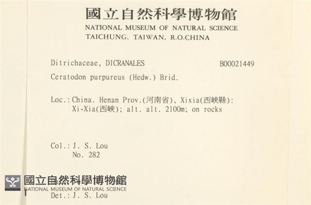 角齒蘚藏品圖，第2張