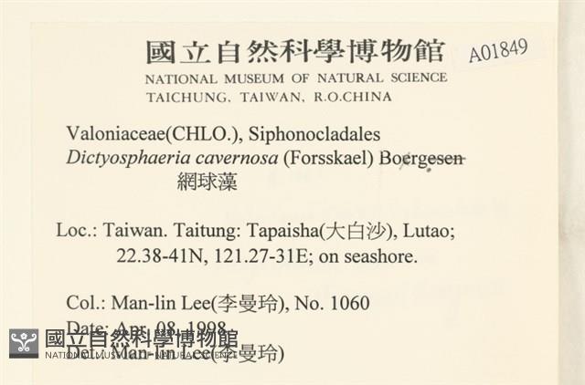 網球藻藏品圖，第2張