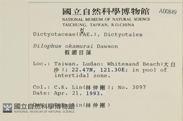 厚緣藻藏品圖，第2張