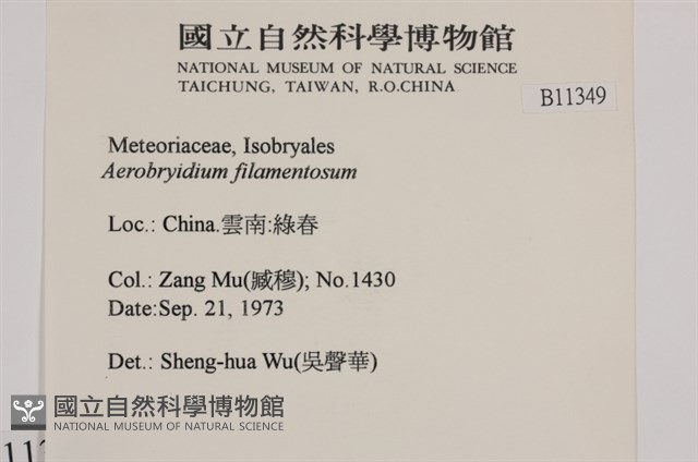 毛扭蘚藏品圖，第2張
