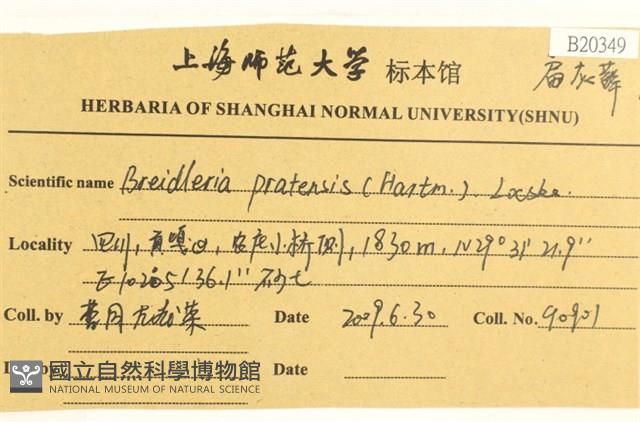 扁灰蘚藏品圖，第2張