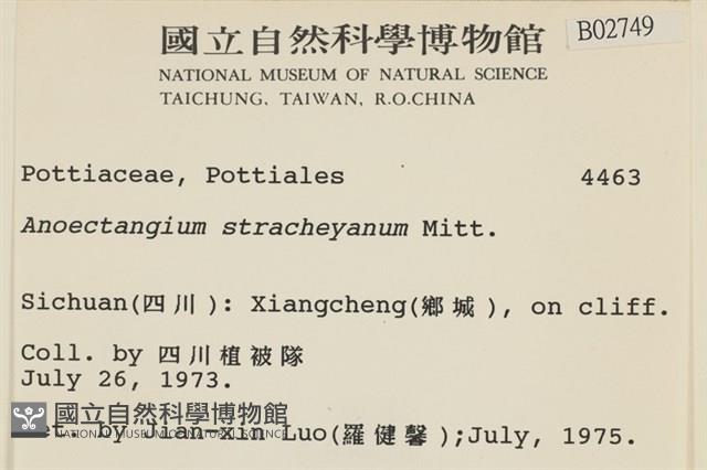 扭葉叢本蘚藏品圖，第2張