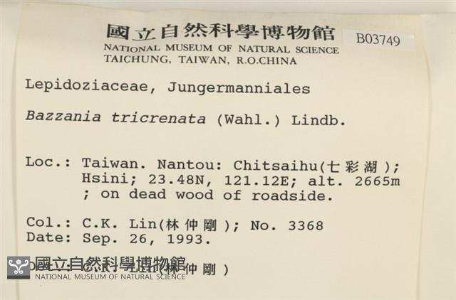 三齒鞭苔藏品圖，第2張