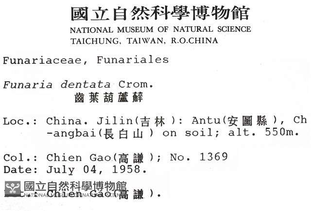 齒葉葫蘆蘚藏品圖，第2張
