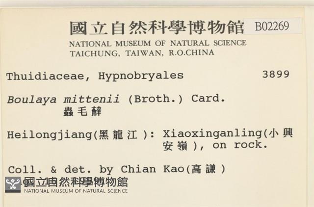 蟲毛蘚藏品圖，第2張