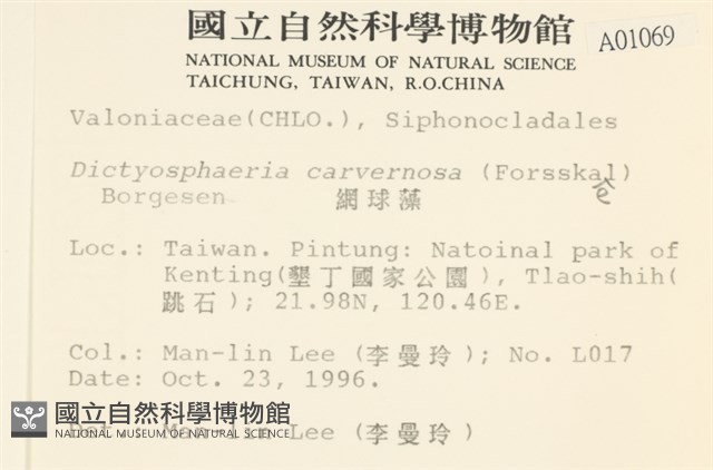 網球藻藏品圖，第2張