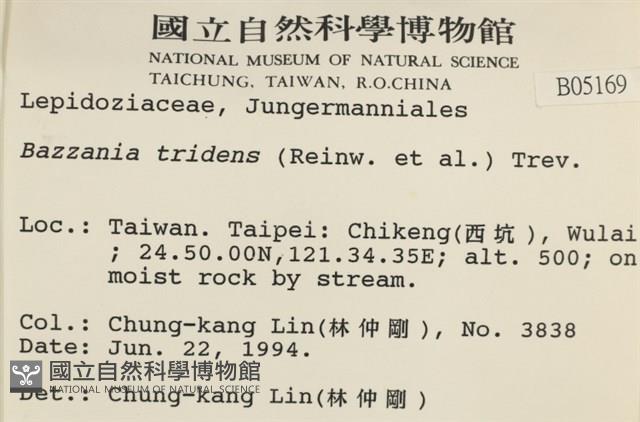 鞭苔,三裂鞭苔藏品圖，第2張