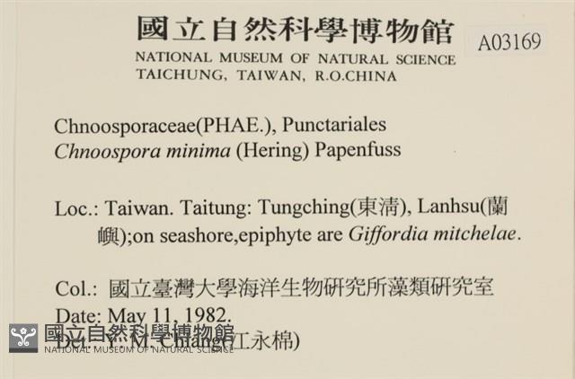 小毛孢藻, 小鹿角苔藏品圖，第2張