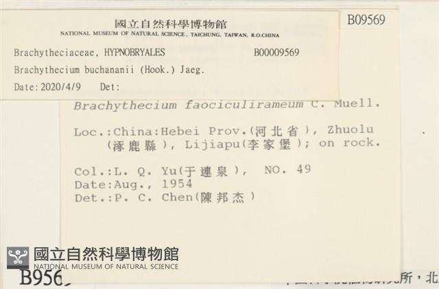 細枝青蘚藏品圖，第2張