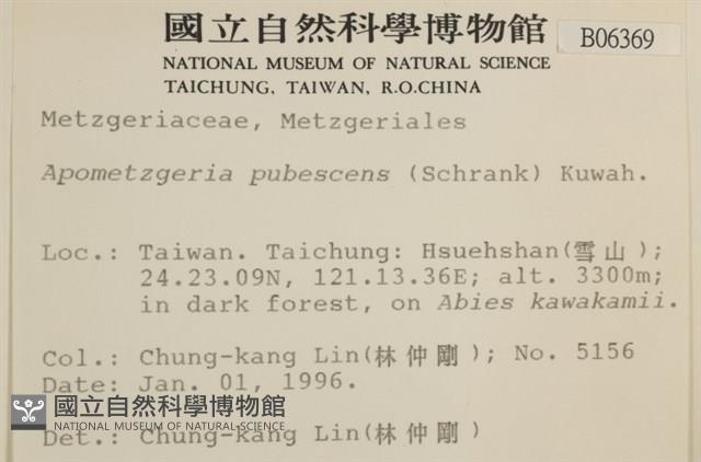 毛擬叉苔藏品圖，第2張