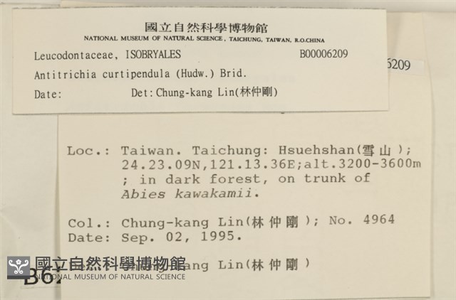 臺灣逆毛蘚藏品圖，第2張