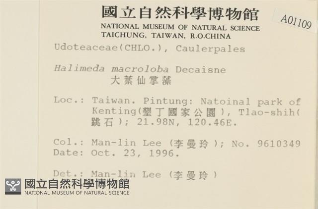 大葉海仙人掌, 大葉仙掌藻藏品圖，第2張