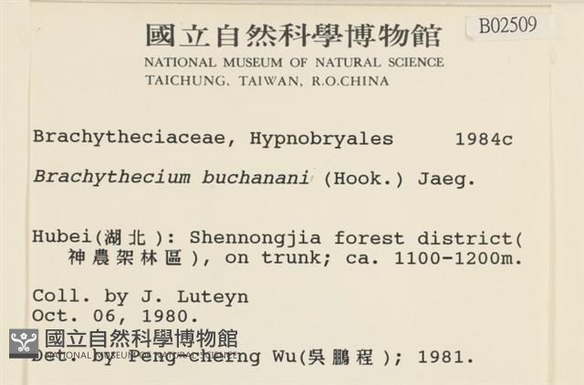 細枝青蘚藏品圖，第2張