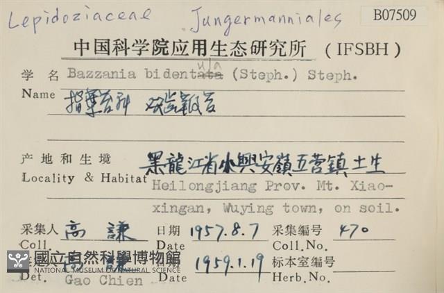 雙齒鞭苔藏品圖，第2張