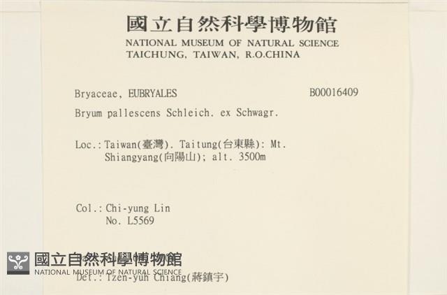 黃色真蘚藏品圖，第2張
