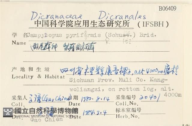 梨蒴曲柄蘚藏品圖，第2張