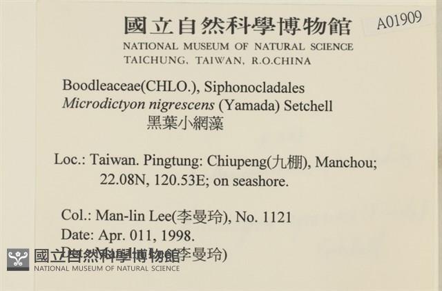 黑葉小網藻藏品圖，第2張