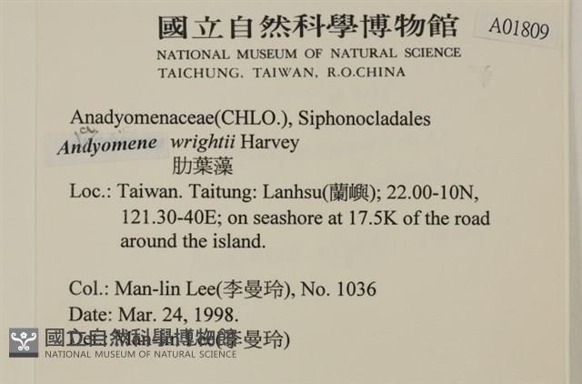 浮網藻, 肋葉藻藏品圖，第2張