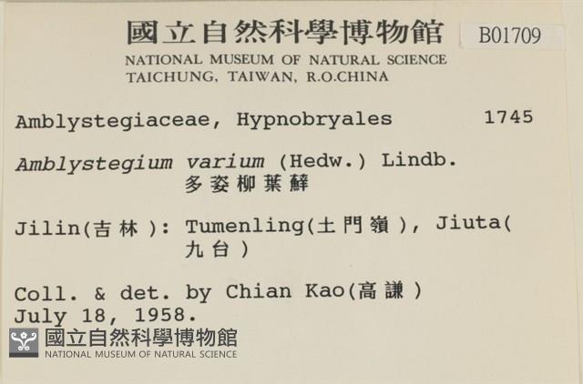 多姿柳葉蘚藏品圖，第2張