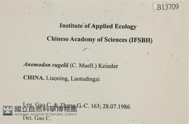 皺葉牛舌蘚藏品圖，第2張