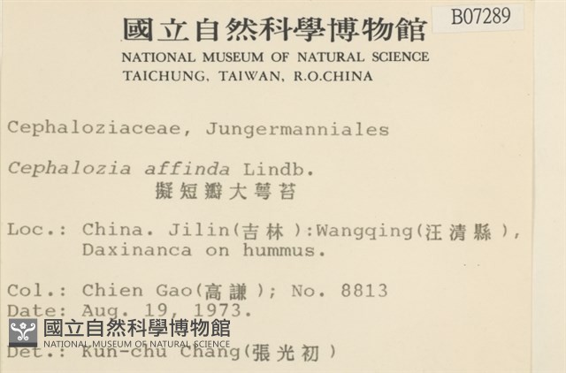 擬短瓣大萼苔藏品圖，第2張