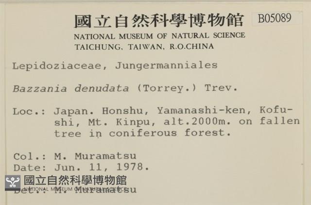 裸莖鞭苔藏品圖，第2張