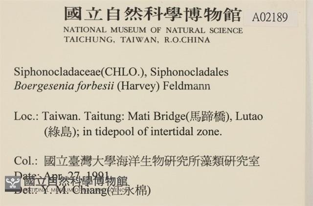 曲玉藻, 香蕉菜, 玉茄藻藏品圖，第2張