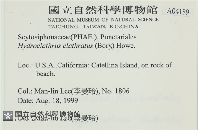 網胰藻藏品圖，第2張