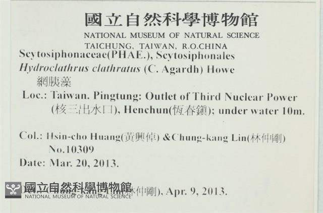 網胰藻藏品圖，第2張