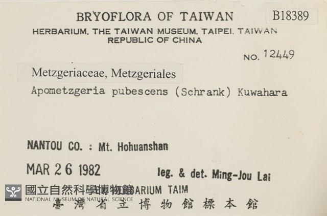 毛擬叉苔藏品圖，第2張